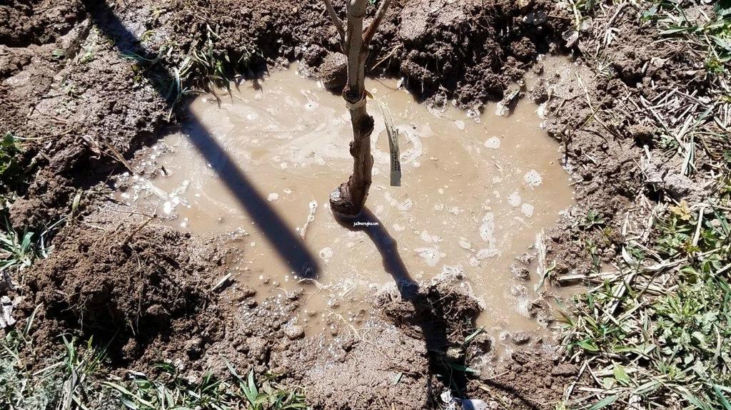 Potom sa pôda okolo stromčeka jemne zošliape a stromček sa zaleje.