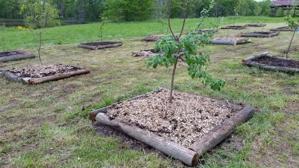 Výsadba bobuľového a drobného ovocia Pre drobné ovocie je v horších pôdnych podmienkach dobré