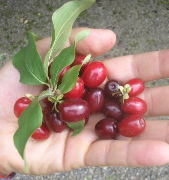 Dřín obecný (Cornus mas)