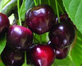 ČEEŠE odroda veľkosť plodu farba plodu dužina chuť dozrievanie podpník obdobie