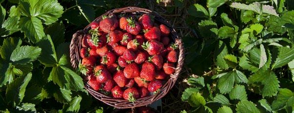 CETE vám ponúkame okrem predaja ovocných a okrasných stromov a kríkov aj trvalky, letničky, trávy, ruže a priesady sezónnej zeleniny.