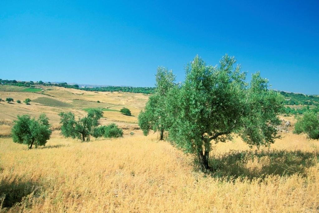 Práva a povinnosti pri ochrane drevín Ak sa na drevinu nevzťahujú