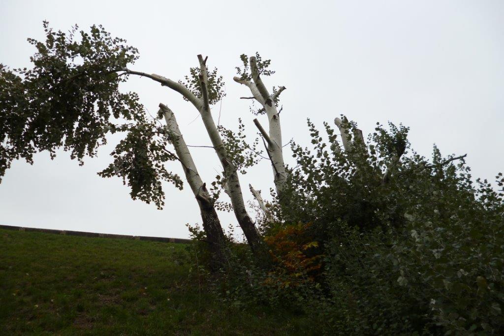 Kauza