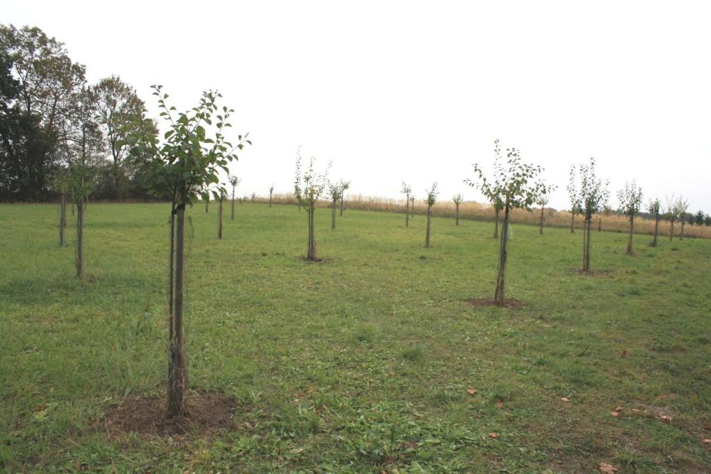 Genofondový sad ovocných dřevin Opavska a Hlučínska Školní sad v Oldřišově 48 stromů jabloní, hrušní, slivoní výběr starých a