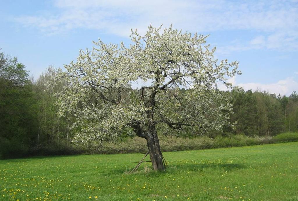 I kdybych věděl, že se zítra svět rozpadne na tisíce