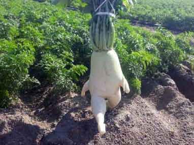 - daikon