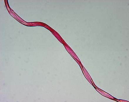 textilie - textilní vlákna vlastnosti: morfologie podélný tvar, příčný