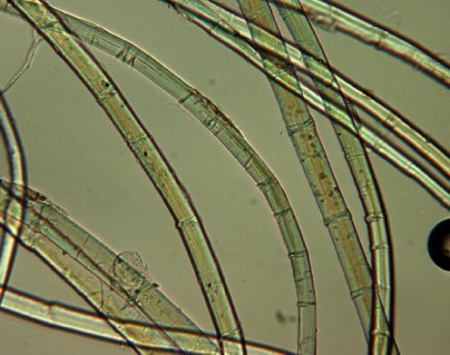 chemické složení druh vláknotvorného polymeru, zušlechťování, barviva