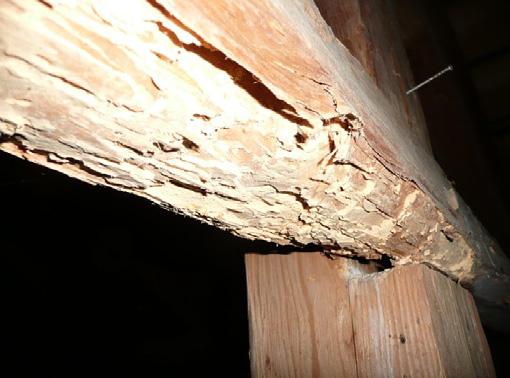 stanovení rozsahu poškození dřevěných konstrukcí dřevokazným hmyzem a