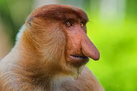 Podobně jako orangutan je na Borneu ohrožen trpasličí slon, nosorožec,