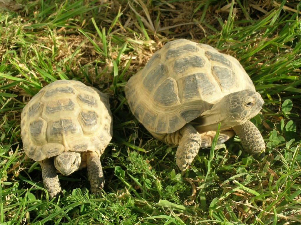 Testudo horsfieldii želva stepní - 28