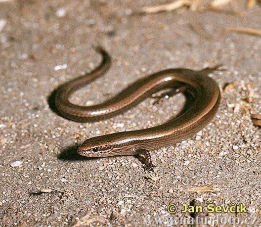 Squamata šupinatí (řád?), jestěři Sauria (podřád?), Scincomorpha čel.