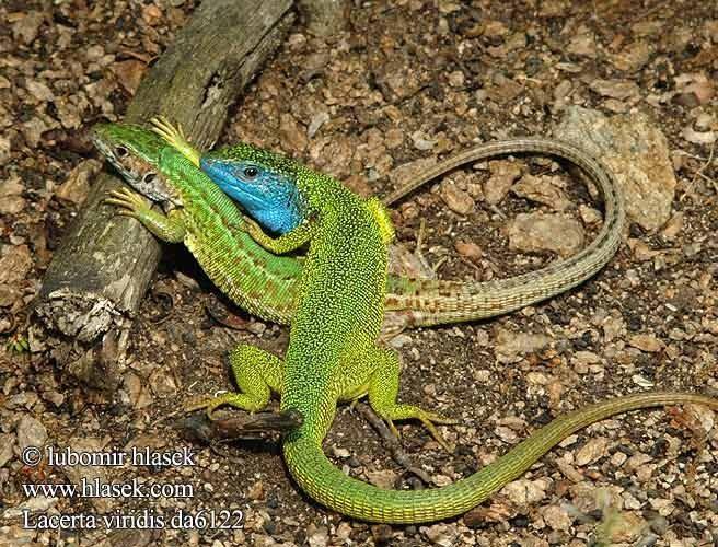 Lacerta viridis ještěrka zelená - naše největší ještěrka