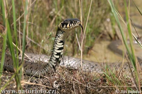 Natrix natrix užovka obojková - 70 120 cm; šedohnědý až