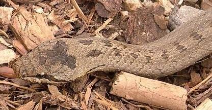 čel. Collubridae - užovkovití Coronella austriaca