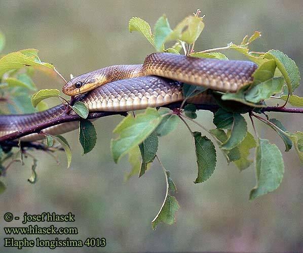 Zamenis longissimus užovka stromová - náš největší had (obvykle 1-1,5 m),