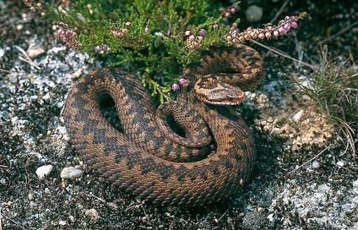 čel. Viperidae - zmijovití Vipera berus zmije obecná - 60-80 cm; zavalitý had, samci šedí, samice hnědé, středem hřbetu