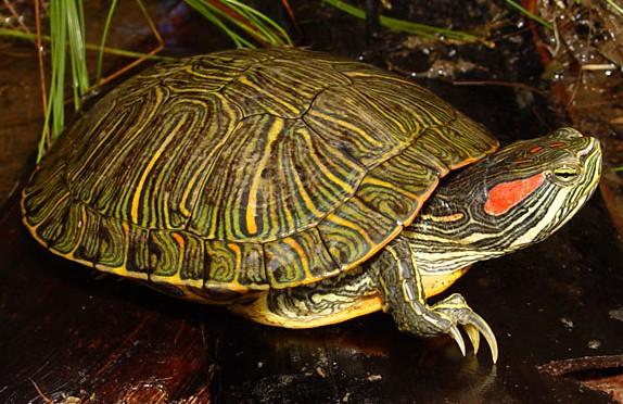 Trachemys scripta elegans želva nádherná -