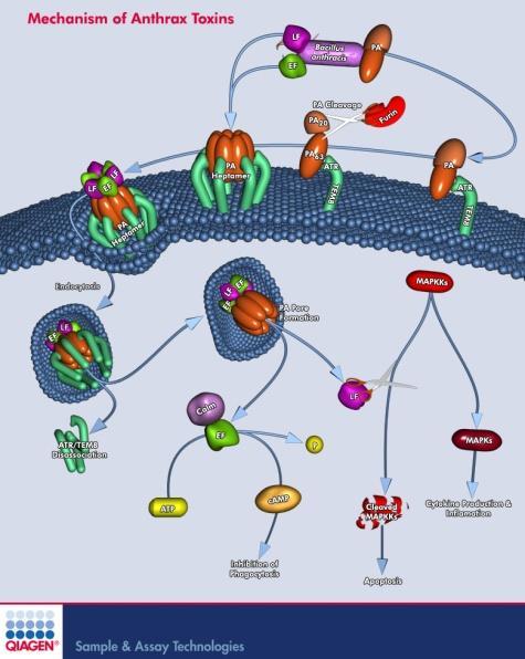 Blokátory syntézy proteinů Difterický toxin 58 kda protein (toxiny typu A-B) Složka B Složka A doména R - vazba na receptor, doména T - tvorba kanálků skrze membránu doména C - ADP-ribosyltransferáza