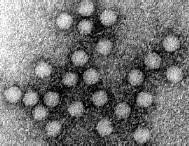 5. Neobalené DNA viry Parvoviry Nejmenší DNA viry, měří jen kolem 20 nm (latinsky parvus = malý) Jsou velice odolné vůči vnějšímu prostředí Parvovirus B19
