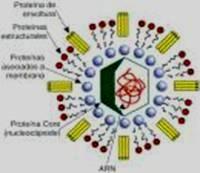 Virus dengue