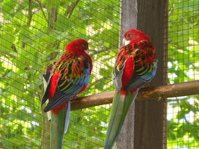 V. Novinky v roce 2017 Obdrželi jsme dar v podobě dvou kusů papoušků Rosel pestrých červených k terapeutickým účelům pro klienty.