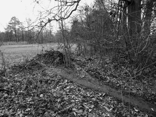 POODŘÍ 2/2015 Bobři na Odře Bobře! Máš se dobře v naší Odře? Štěpán Tračík (text a foto) Je tomu již přes deset let, co se do naší pooderské krajiny navrátil bobr.