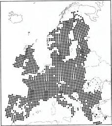 V posledních dvou uvedených státech je však dnes jeho postavení přehodnocováno. V jiných zemích je považován za zvěř se stanovenou dobou lovu.