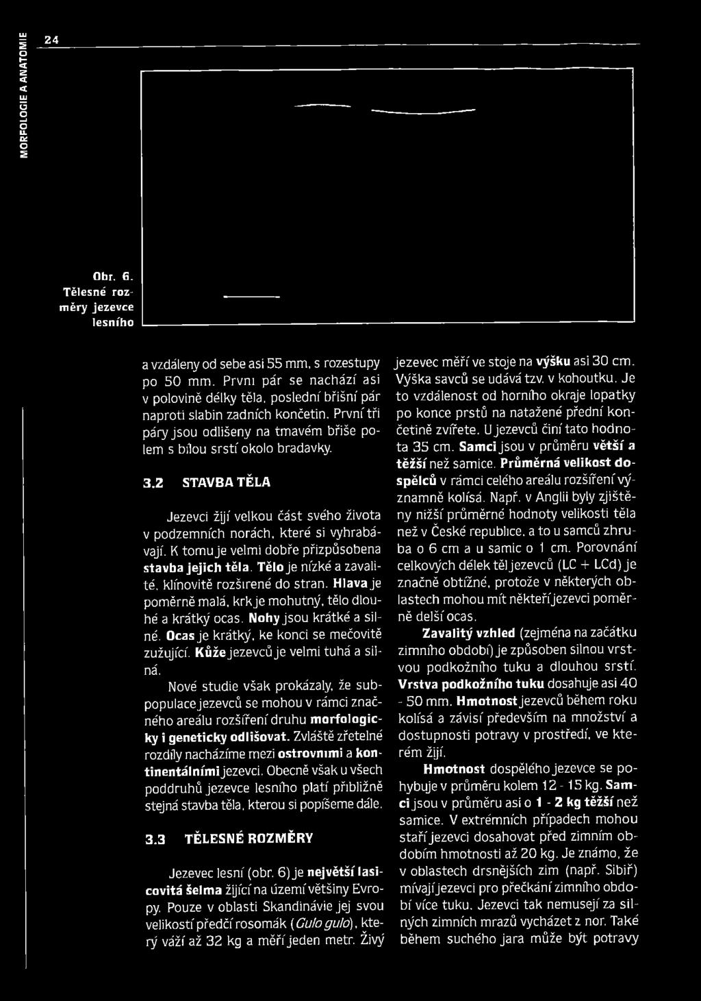 2 STAVBA TĚLA Jezevci žijí velkou část svého života v podzemních norách, které si vyhrabávají. K tomu je velmi dobře přizpůsobena stavba jejich těla.