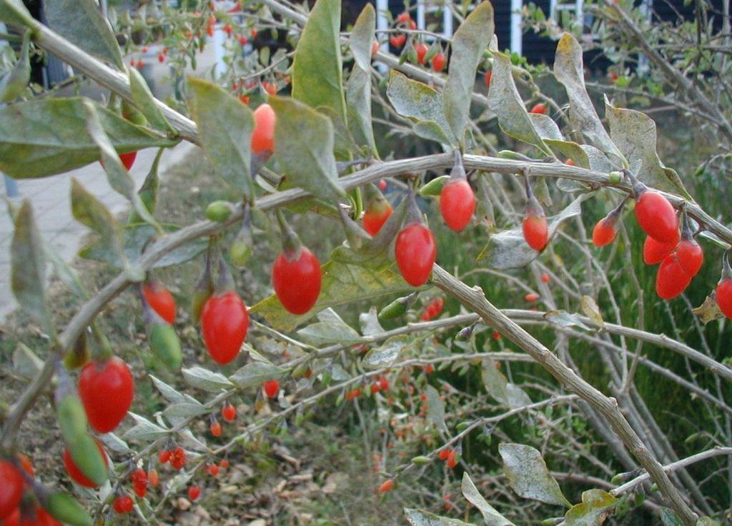 Plody kustovnice Lycium barbarum L.