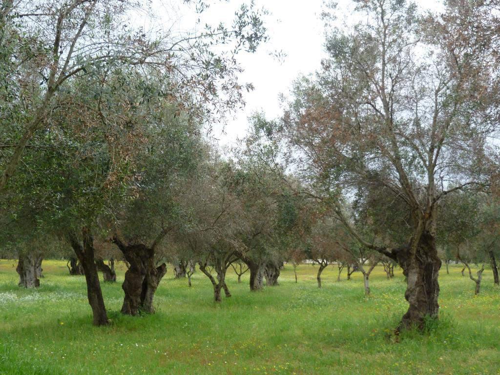 Ovocné plodiny a réva vinná bakterie Xylella