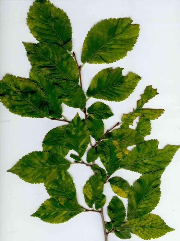 Phytoplasma