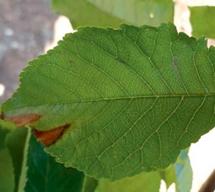 Obr. 1 Citrus variegated chlorosis (CVC): typické skvrny způsobené X. fastidiosa na listech pomerančovníku Obr. 2 Hnědnutí listu třešně způsobené X. fastidiosa Napadá i další ovocné plodiny, např.