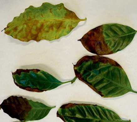 Obr. 3 List mandloně s příznaky napadení bakterií X. fastidiosa Obr. 4 Hnědnutí listů způsobené bakterií X. fastidiosa na kávovníku (Coffea sp.