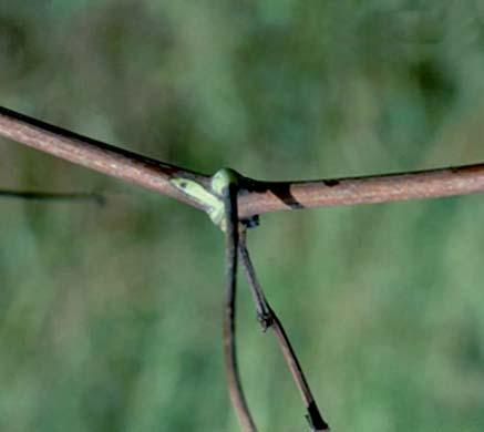 Obr. 5 Příznak bakteriálního hnědnutí a odumírání révy (Piercovy choroby) na větvičce révy vinné na konci léta ( Green island symptom) Obr. 6 Přenašeč bakterie X.