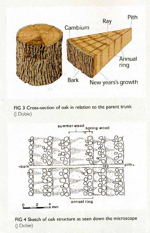 Růst dřeva Dřeň (pith) Dřeňový