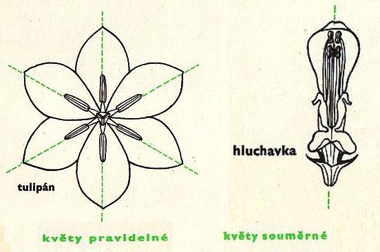 Souměrný předmět lze rozpůlit na dvě shodné poloviny pouze jednou čarou. Souměrný květ odborně nazýváme květ zygomorfní. Horní i dolní pysk se dále může dělit na laloky. 4. Listy jsou vstřícné.