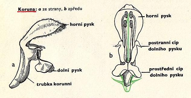 Získávají se z ní vonné látky (silice).