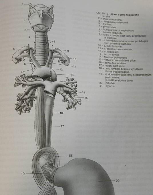 TEORETICKÁ ČÁST 1. ANATOMIE Jícen, oesophagus, je svalová trubice o délce 23-28 cm (10-16 cm u novorozence) a spojuje hltan (pharynx) se žaludkem (gaster).