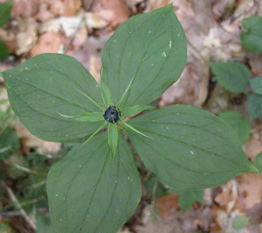 Řád Liliales Čeleď Melanthiaceae(kýchavicovité)* Paris quadrifolia (vraní oko čtyřlisté) vytrvalá bylina s 4četným přeslenem listů a