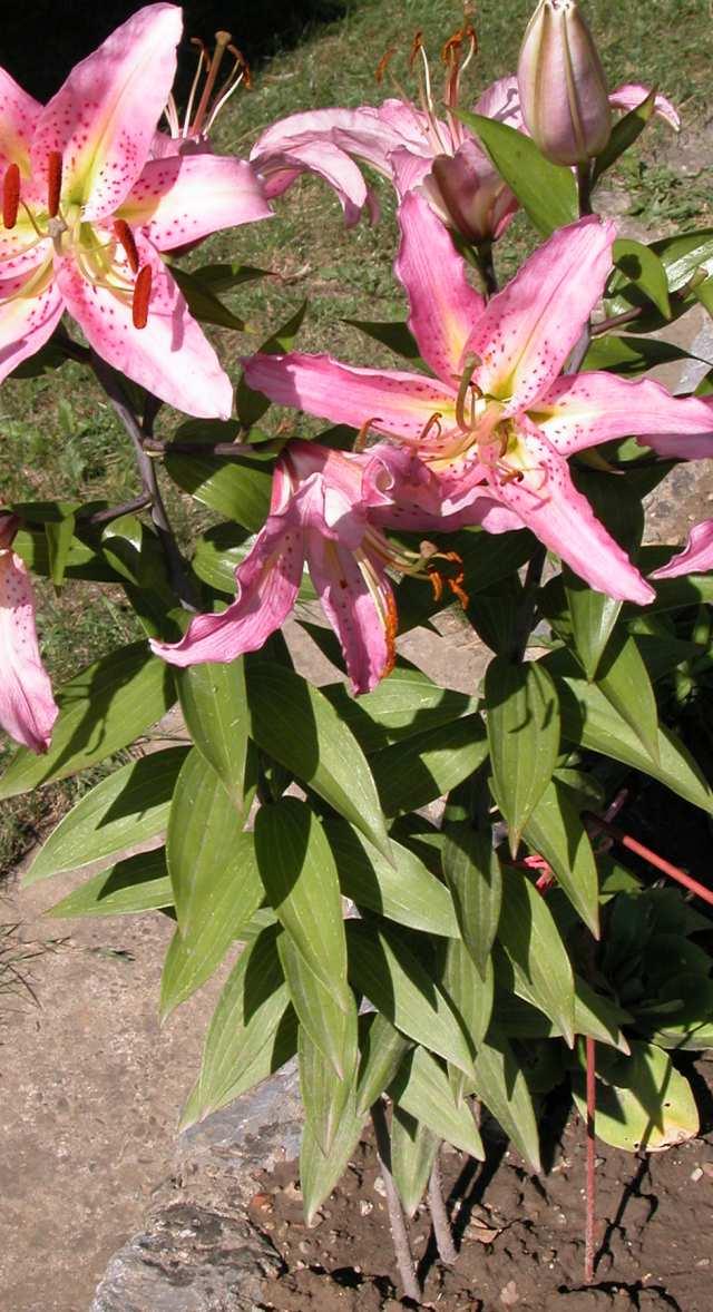 Řád Liliales* Čeleď Liliaceae (liliovité) geofyty listy v přízemní růžici nebo na listnatých lodyhách žilnatina listu rovnoběžná květy oboupohlavné, cyklické, trimerické, pentacyklické květní