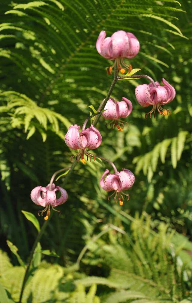 Řád Liliales Čeleď Liliaceae(liliovité)* Lilium (lilie) dva původní lesní druhy L. martagon (l. zlatohlavá) a L. bulbiferum (l.