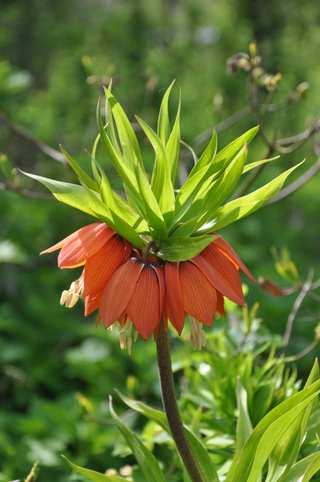 Řád Liliales Čeleď Liliaceae(liliovité)*