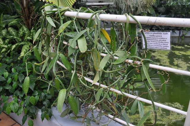 Řád Asparagales Čeleď Orchidaceae(vstavačovité) Vanilla planifolia (vanilka) epifyt původně ze střední