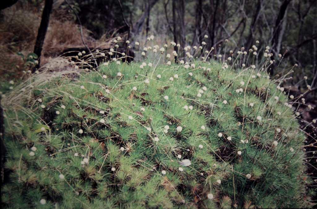 Řád Asparagales ** Family Boryaceae xeromorphic, some being resurrection plants distribution: Australia, 2/12 Borya