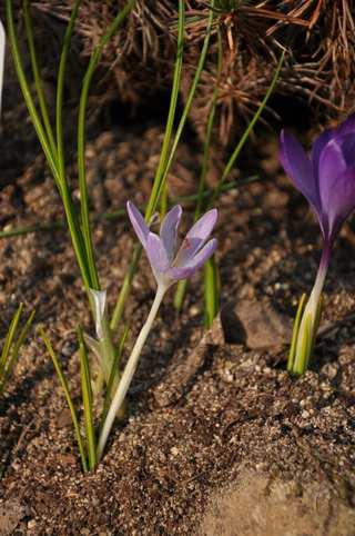 Řád Asparagales Čeleď Iridaceae(kosatcovité) Crocus sativus (šafrán setý) původem z Přední Asie, pěstován zejména dříve pro blizny, které