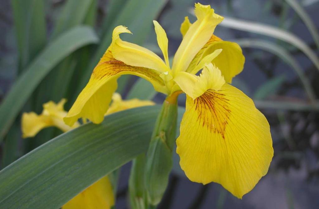 Řád Asparagales Čeleď Iridaceae(kosatcovité)* Iris (kosatec) druhově nejbohatší rod čeledi u nás,