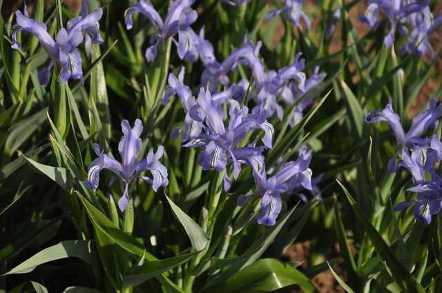 Řád Asparagales Čeleď Iridaceae(kosatcovité)* Iris (kosatec) mnoho druhů, kříženců