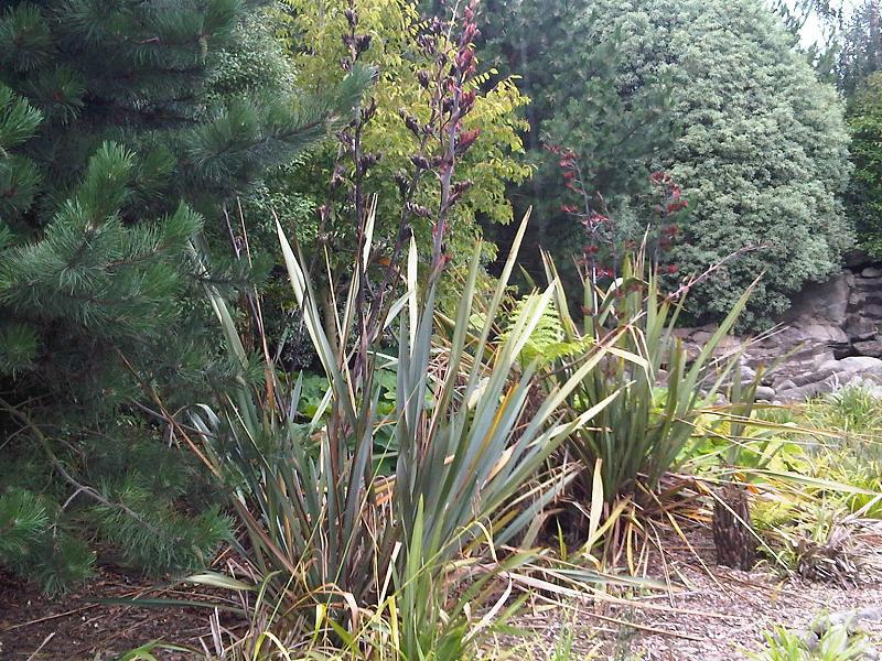 Řád Asparagales, Čeleď Asphodelaceae Podčeled Asphodeloideae (asfodelovité) Phormium tenax (lenovník novozélandský) se pěstuje jako textilní surovina, z