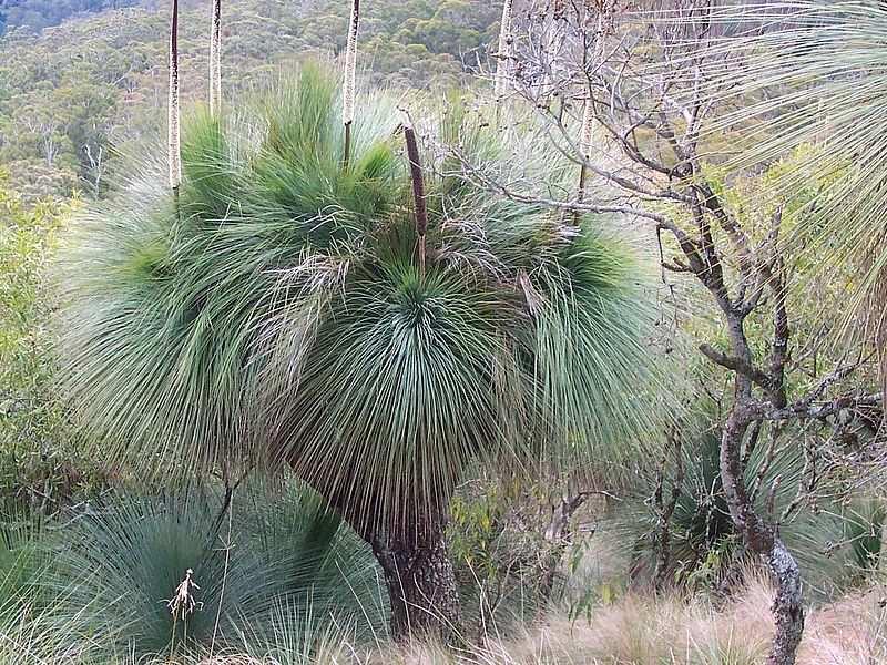 Řád Asparagales Čeleď Asphodelaceae* Podčeleď Xanthorrhoeoideae výlučně australský rod stromových trav Xanthorrhoea pro svůj exotický vzhled někdy pěstována jako okrasná tráva